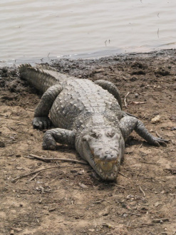 05 Le Caiman Sort De L Eau